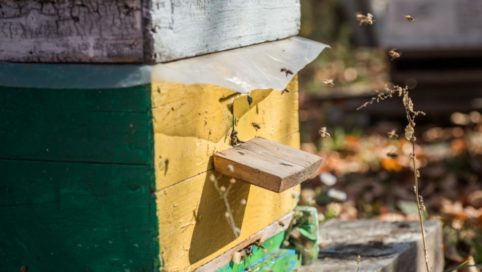 Secretele pescuitului la feeder pe ape sălbatice