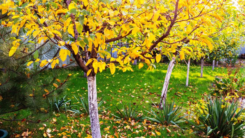 10 copaci superbi pentru o grădină colorată în toamnă