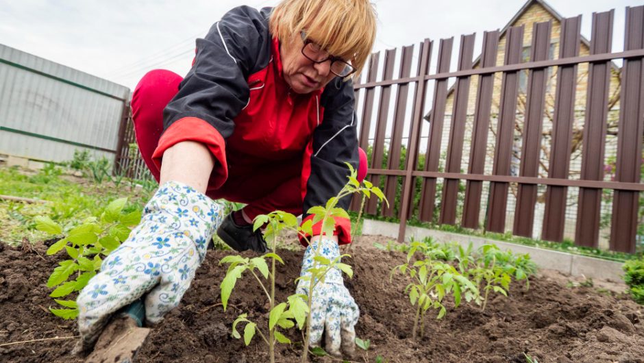 Plantarea fragilor în grădină: ghid complet pentru 2024