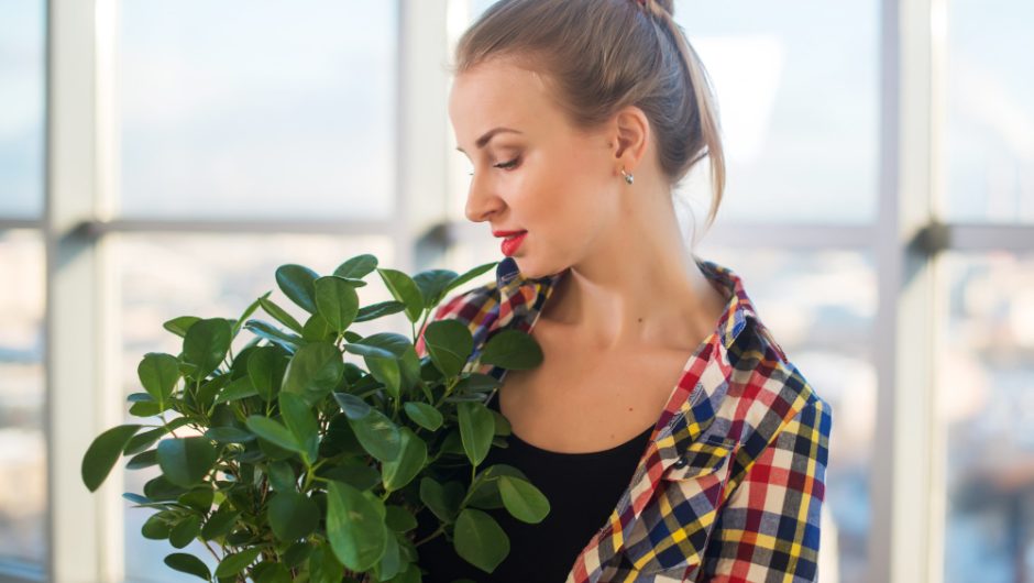 Tot ce trebuie să știi despre gaultheria procumbens